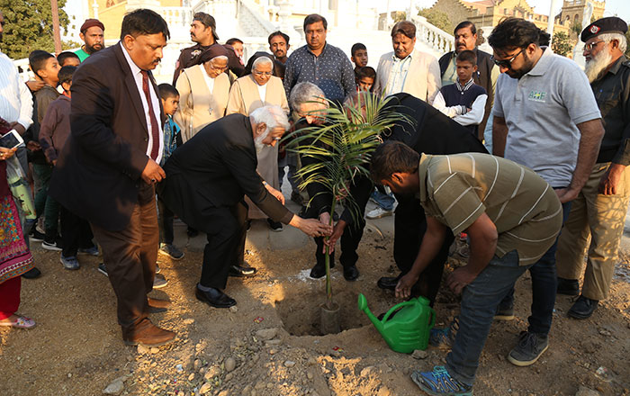 tree-plantation